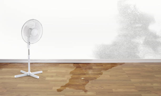 Best Water damage restoration near me  in Dassel, MN