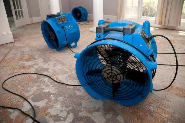 Best Professional water damage repair  in Dassel, MN